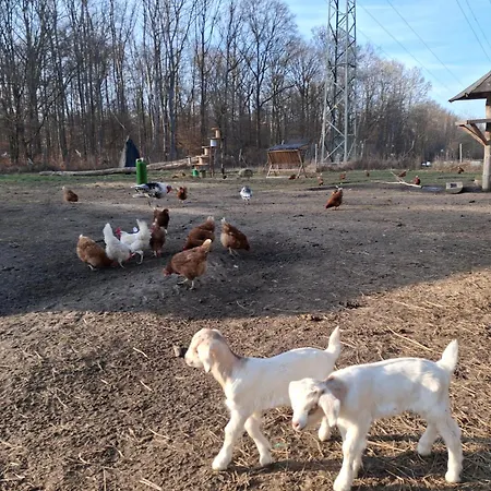 Ronnys Wilde Wiese Belgershain