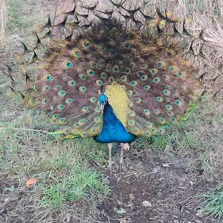 Ronnys Wilde Wiese Apartman