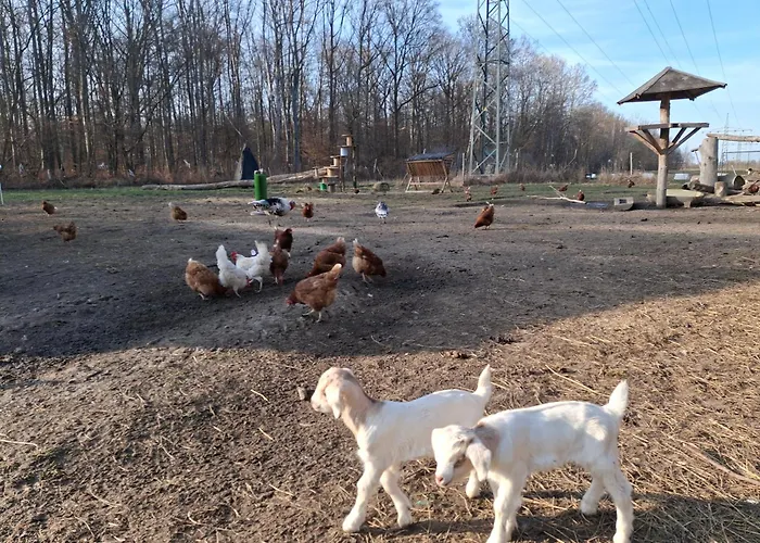 Ronnys Wilde Wiese Belgershain