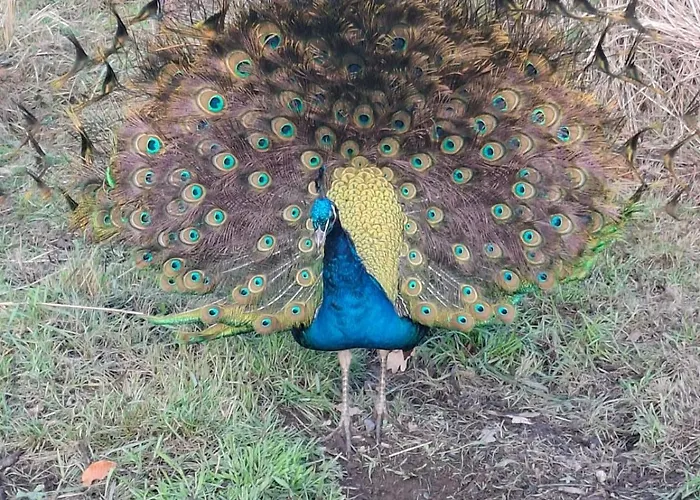 Ronnys Wilde Wiese Apartmán